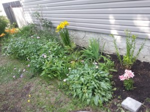 Shayne's attempt at building a flower garden