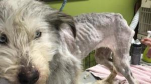 April Dawn Irving gave up some dogs voluntarily but then the SPCA came out to seize the rest and 2 of the 201 animals died