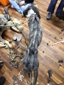 AARCS and the SPCA collected 201 animals from the Milk River residence of April dawn Irving.